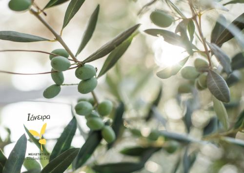 ελιά, ελιές, ελαιόλαδο, ποικιλίες ελιάς